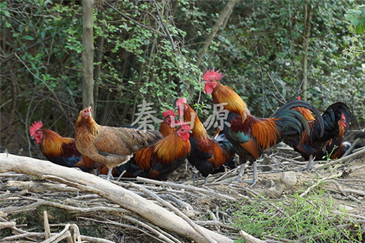 秦山源·鳳香土雞苗